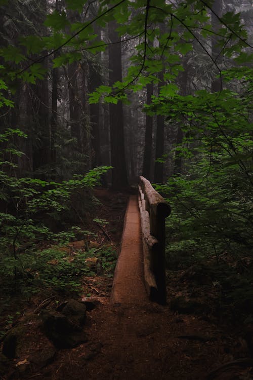 Dark Academia Forest&nbsp;Night